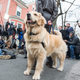 Illustration for article titled GOP Warns That Elizabeth Warren's Dog, Democratic Pets Are Uniting for Some Voter Fraud